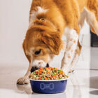 Taz&oacute;n para Mascotas